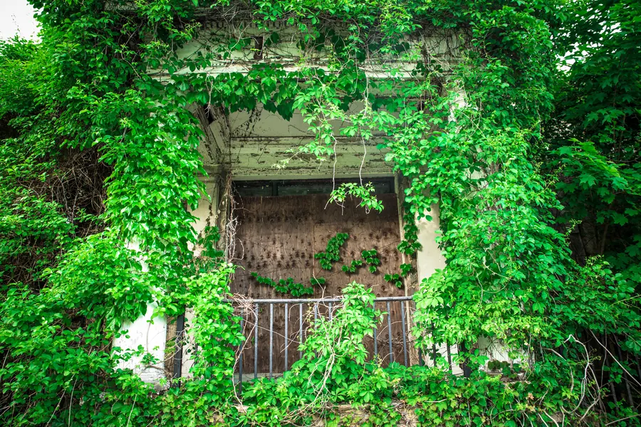 Façade abandonnée envahie par le lierre