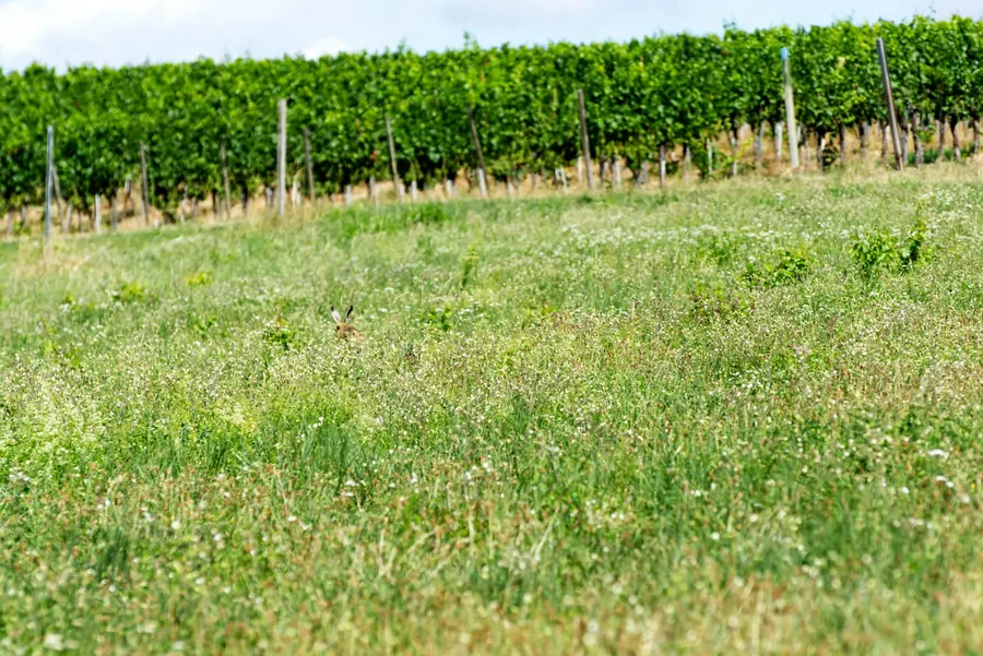 Terrain à bâtir en herbe, piquets de bornage, rangs de vigne au loin