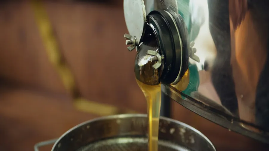 Miel qui coule de l'extracteur dans un seau, miellerie