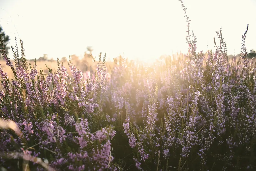 Champ de bruyère en fleurs, lumière du soir, sans ruche