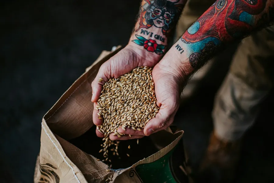 Mains pleines de malt au-dessus d'un sac ouvert