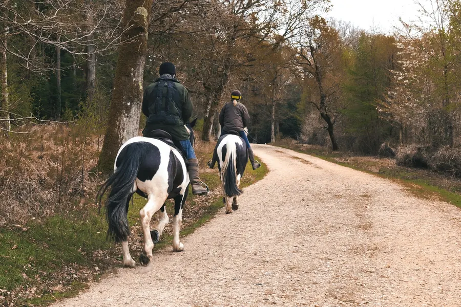 Balade à cheval dans une grande allée forestière, sous-bois d'automne