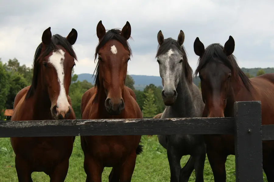 Trois chevaux alignés à une clôture en bois dans un pré