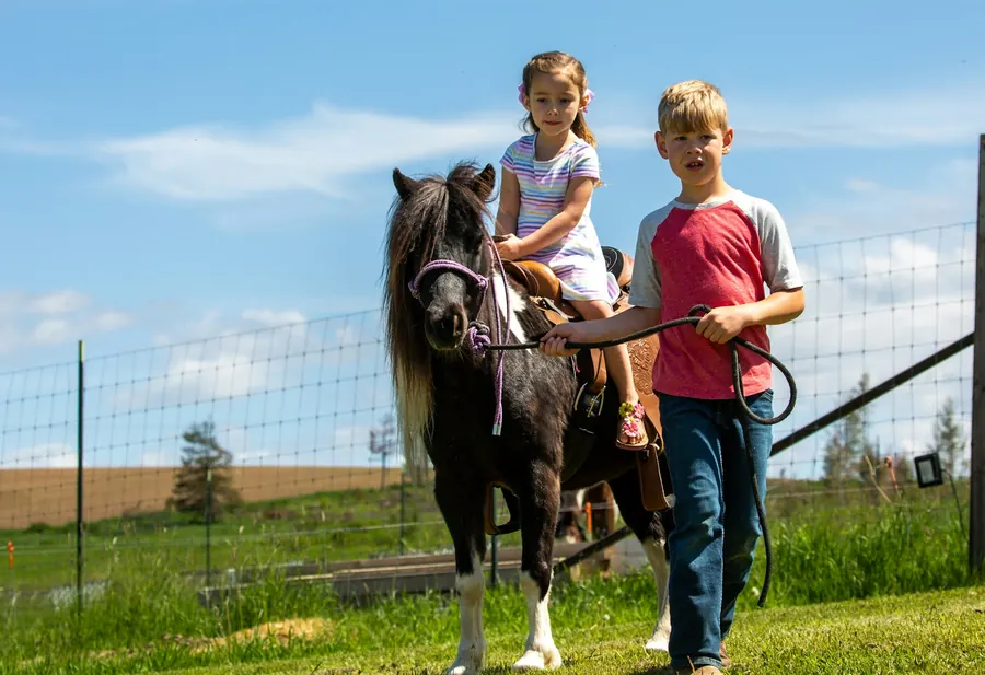 Groupe d'enfants et leurs poneys pendant un stage, ambiance joyeuse et simple