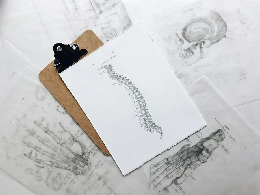 Presse-papiers avec croquis anatomique d'une colonne vertébrale
