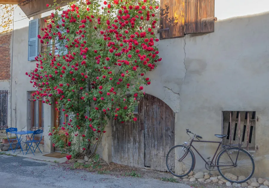 Façade en pierre avec rosier grimpant et vélo ancien