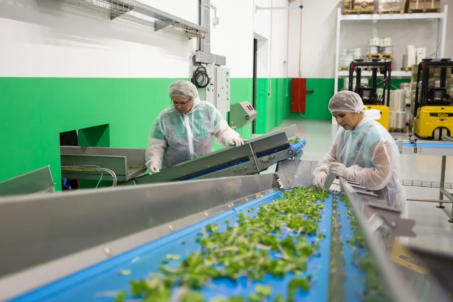Ligne de conditionnement agroalimentaire, opératrices en charlotte