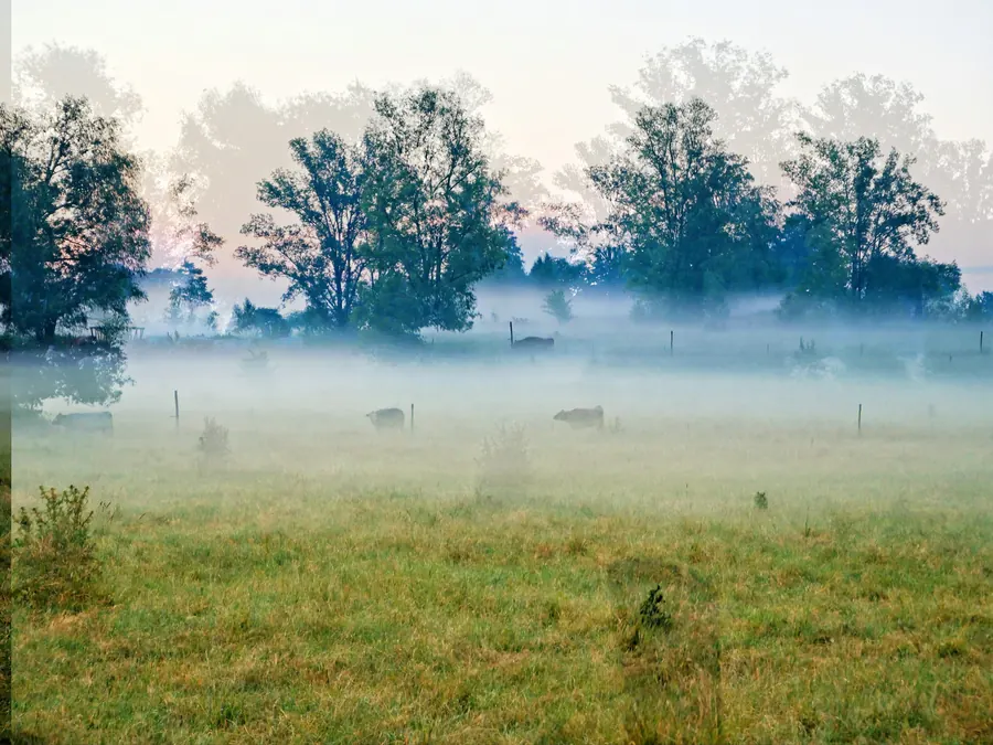 Vaches normandes dans une pâture brumeuse au petit matin, haies et lande au loin