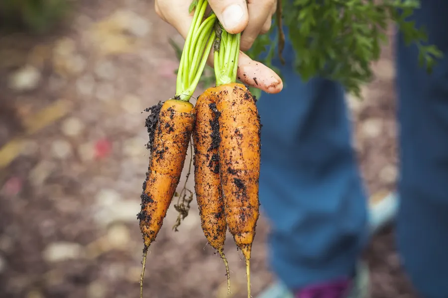 Main qui tient des carottes fraîchement récoltées, terre encore collée