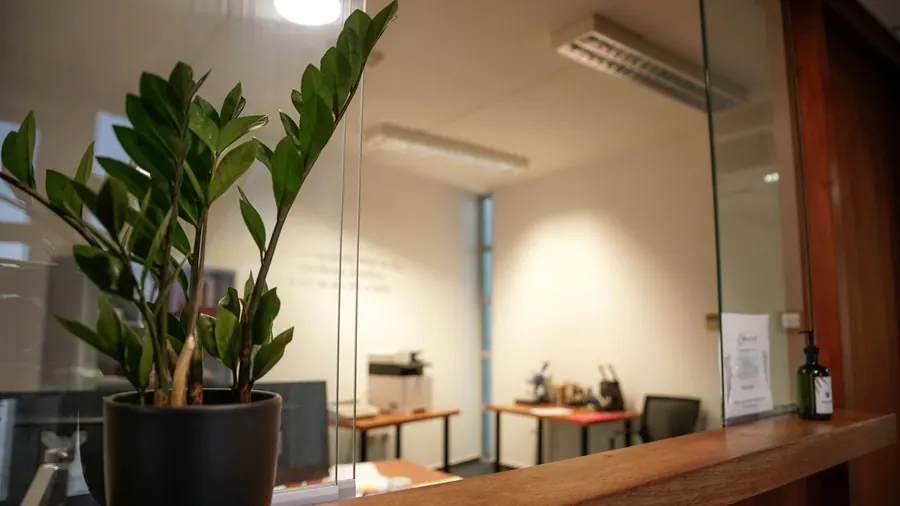 Comptoir d'accueil en bois clair avec une plante verte, sans personne