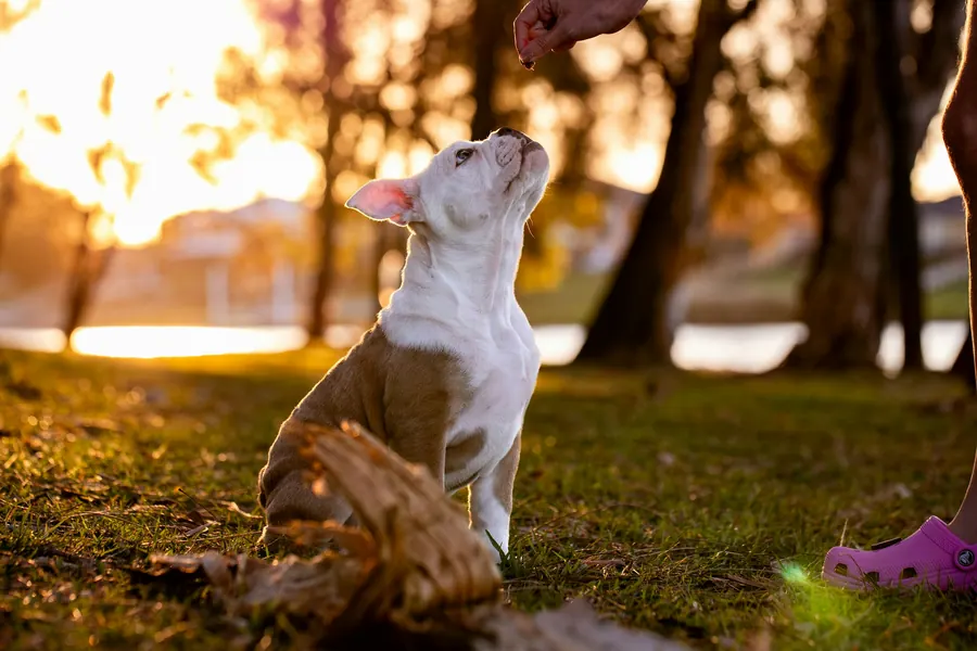 Chiot assis qui fixe une main tendue lors d'un exercice au parc, lumière dorée