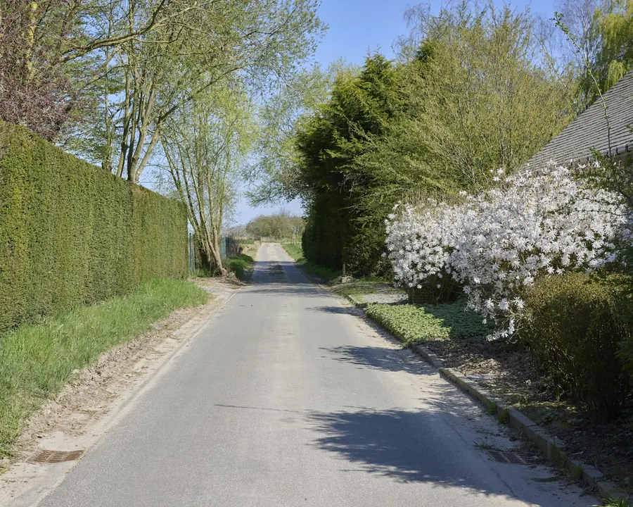 Haie bien taillée le long d'une route de campagne, sans élagueur visible