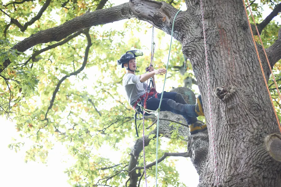 Grimpeur-élagueur encordé dans la couronne d'un grand chêne, bocage normand, lumière d'hiver