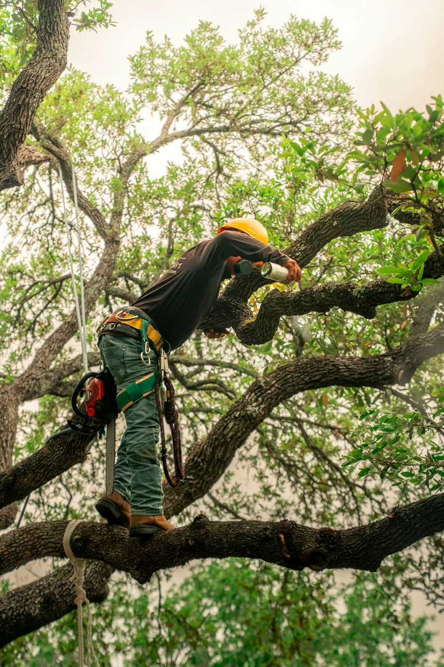 Arboriculteur qui élague un arbre à la tronçonneuse, harnaché