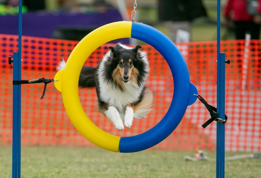 Sheltie en plein saut d'une haie d'agility, concours en plein air