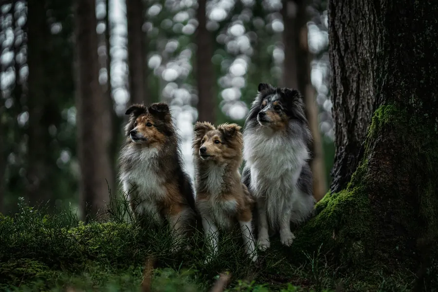 Trois bergers des Shetland côte à côte dans un sous-bois