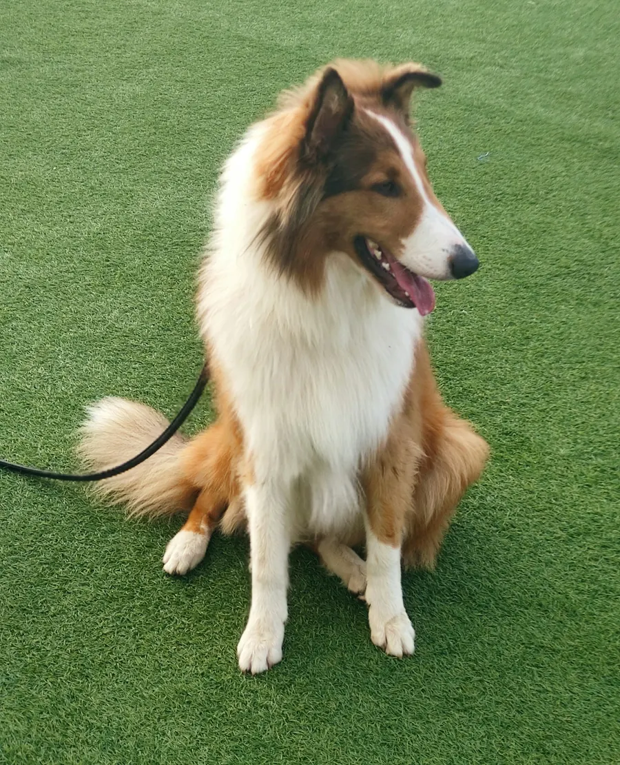 Sheltie fauve et blanc assis en laisse sur du gazon synthétique