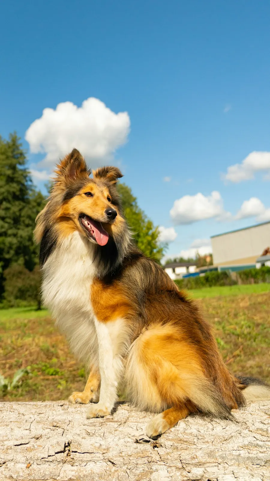 Sheltie fauve et blanc assis dans l'herbe, bâtiment visible au loin