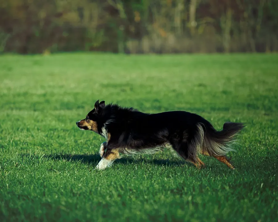 Sheltie tricolore qui court dans un jardin de campagne