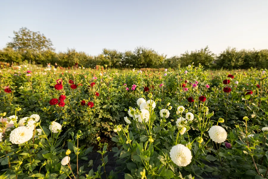 Rangs de dahlias chez un horticulteur, ciel nuageux d'Île-de-France