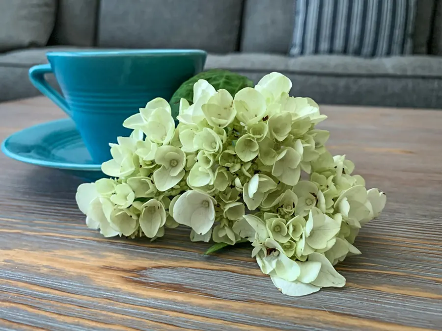 Bouquet d'hortensias blancs posé sur une table en bois