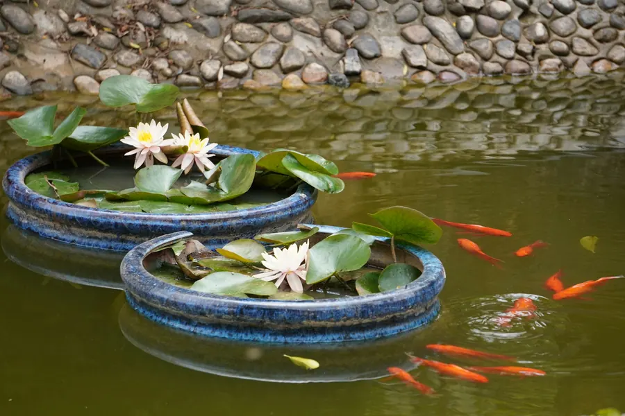 Deux bacs ronds avec nénuphars et poissons rouges, sans jardinerie visible