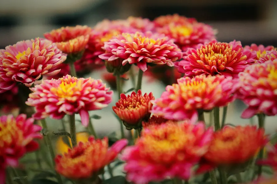 Chrysanthèmes en pleine terre, pas alignés en rayon