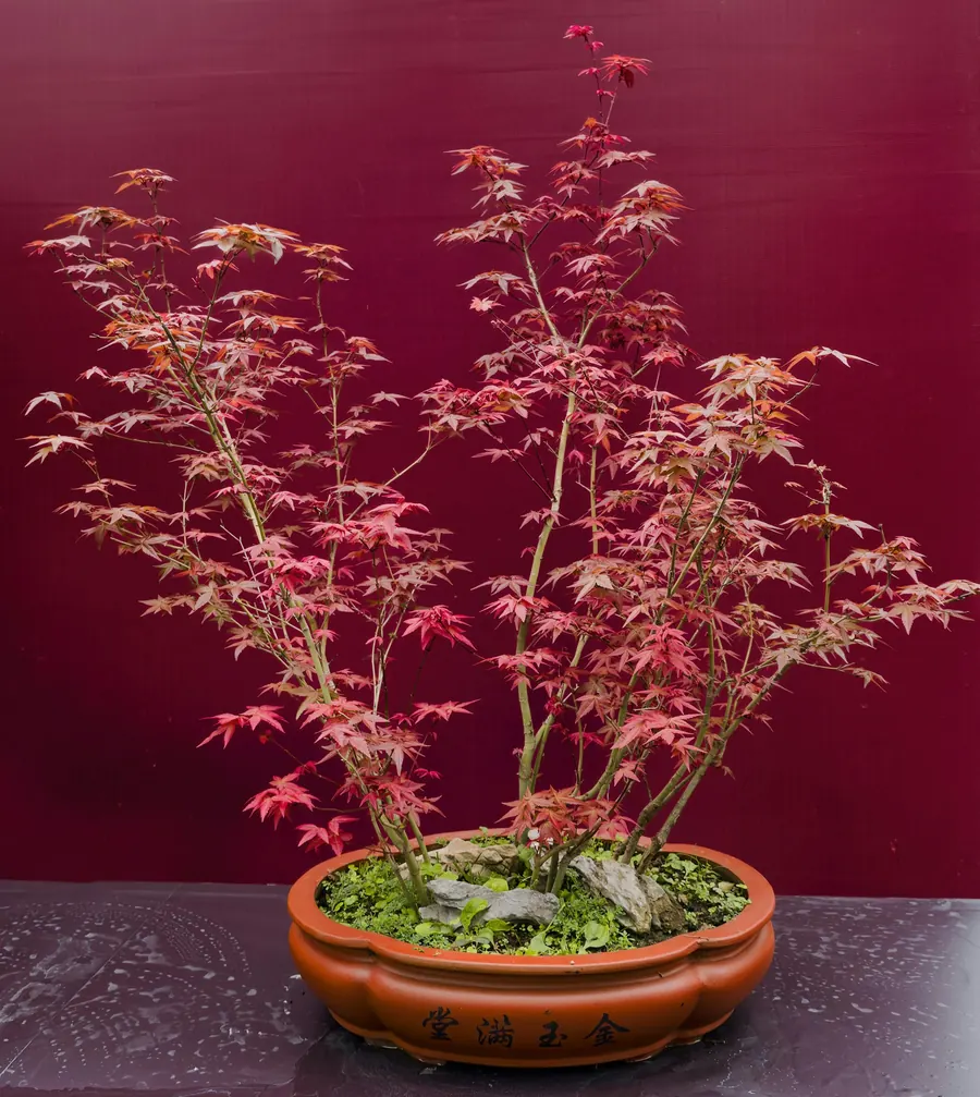 Bonsaï d'érable japonais aux feuilles rouges, sans étiquette visible