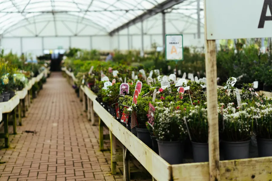 Allée d'une serre de jardinerie bordée de tables de plantes en pots