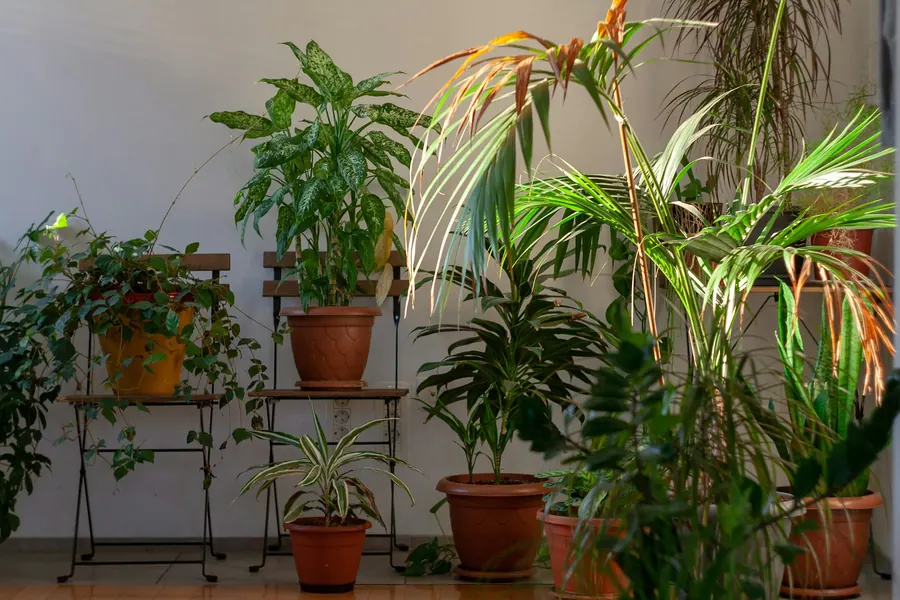 Plantes vertes sur une étagère en bois, pas en serre