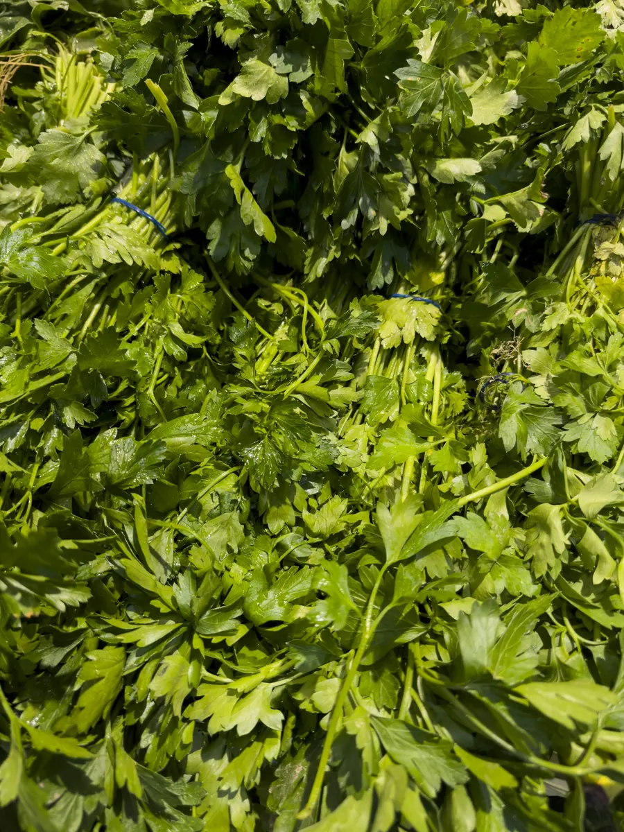 Bouquets de persil frais empilés, sans ficelle visible