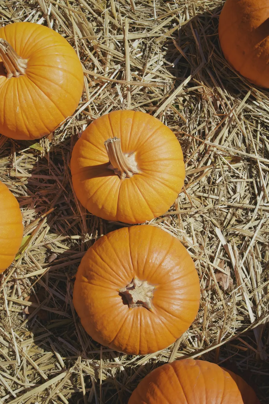 Citrouilles orange posées sur des bottes de paille