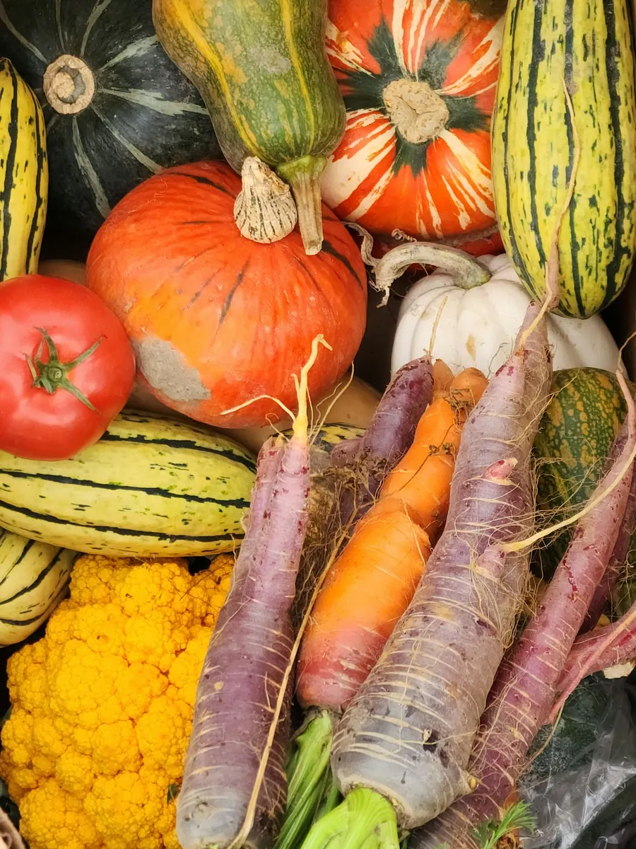 Panier de légumes variés d'automne : courges, carottes, tomates