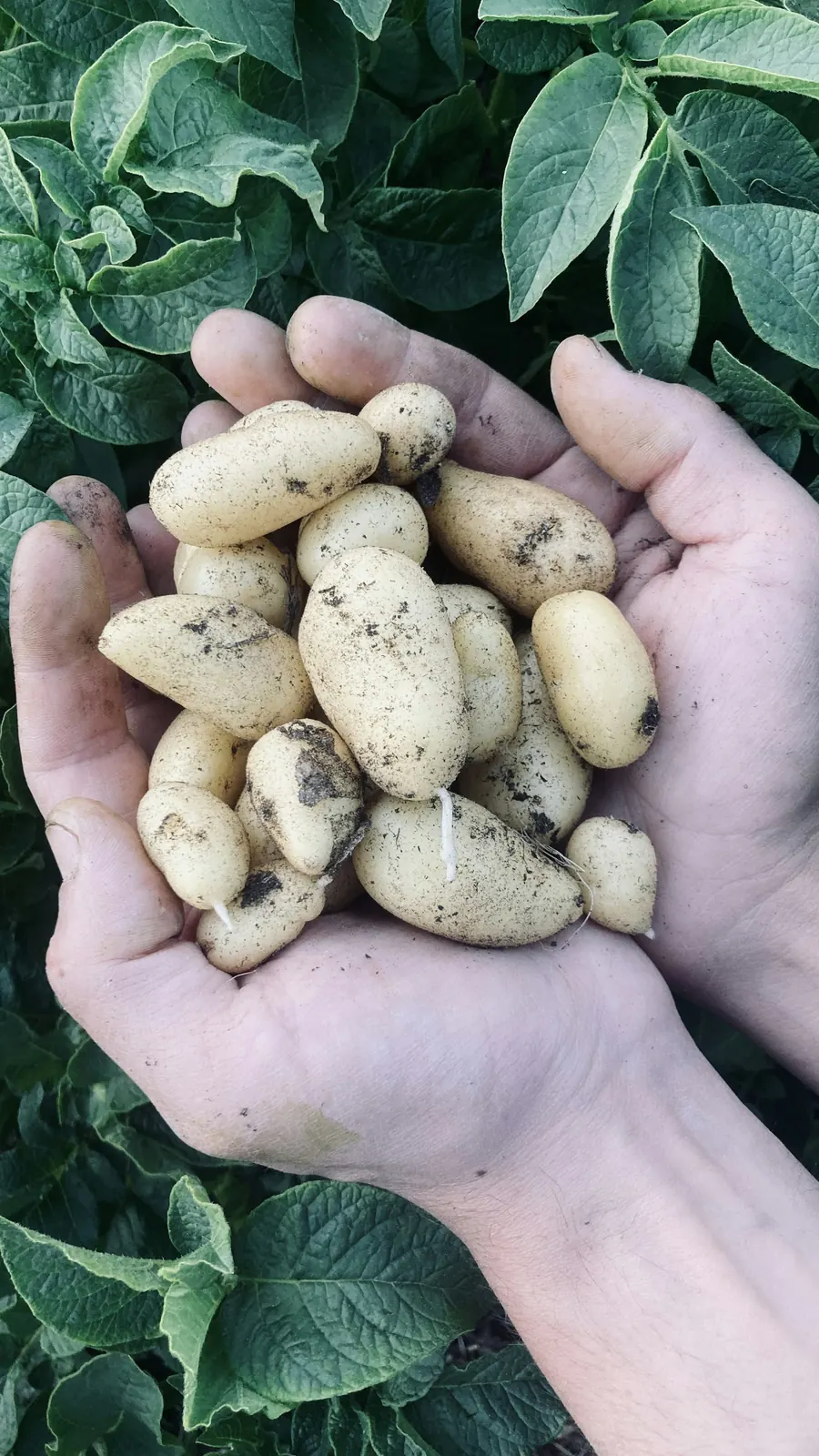 Pommes de terre terreuses tenues à la main