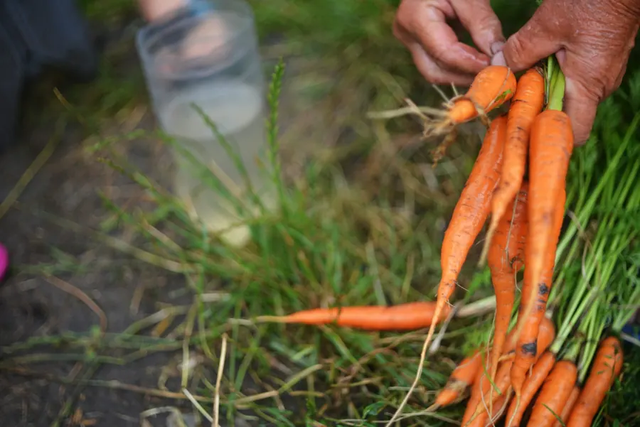 Mains qui arrachent des carottes, terre humide