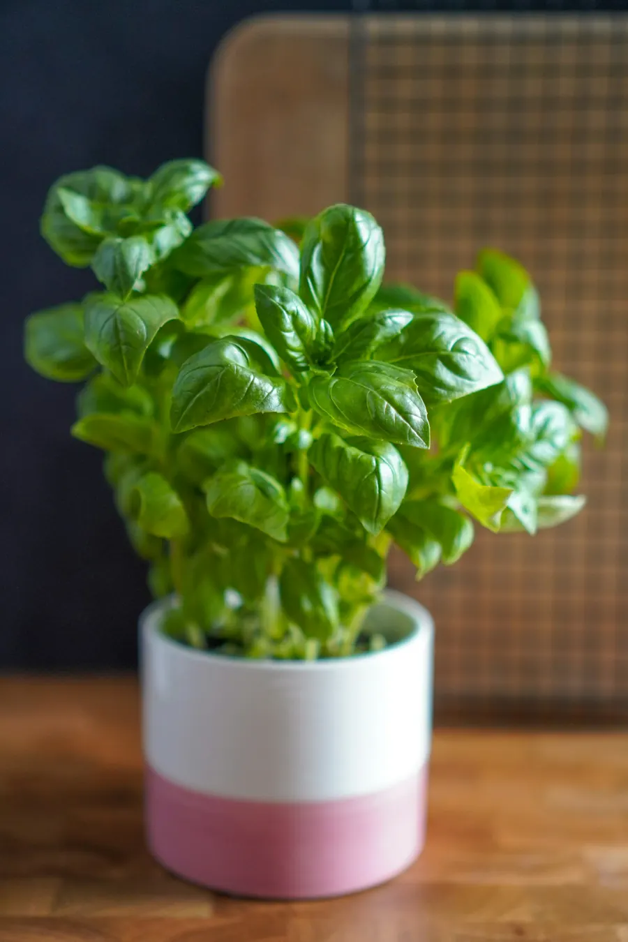 Pot de basilic sur un plan de travail, sans lampe de culture