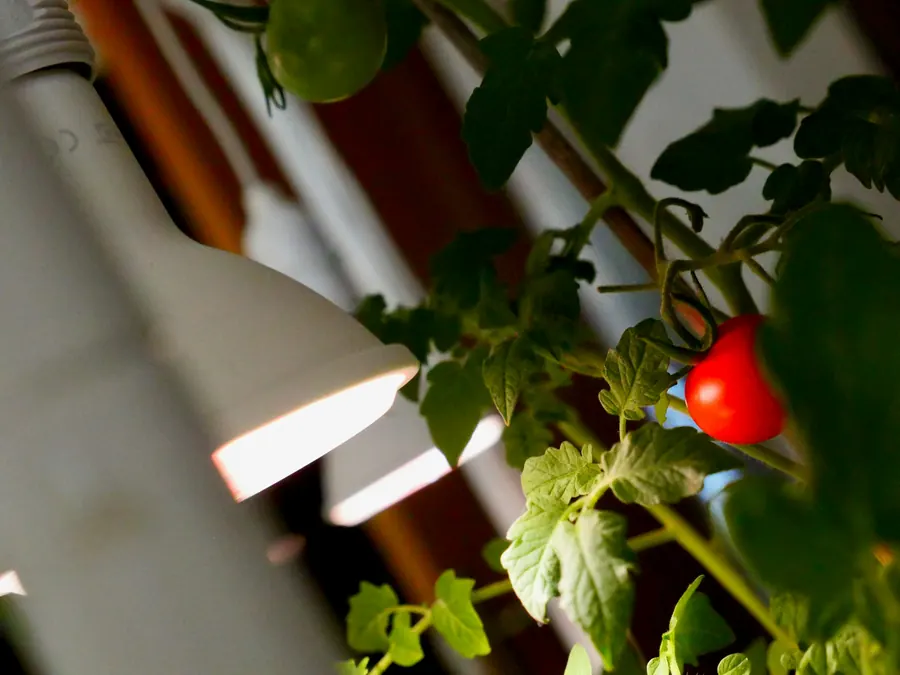 Plant de tomate chargé d'un fruit rouge sous une lampe de culture