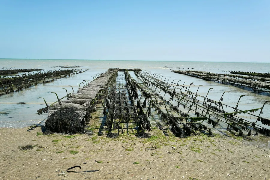 Tables à huîtres découvertes à marée basse, lumière du matin