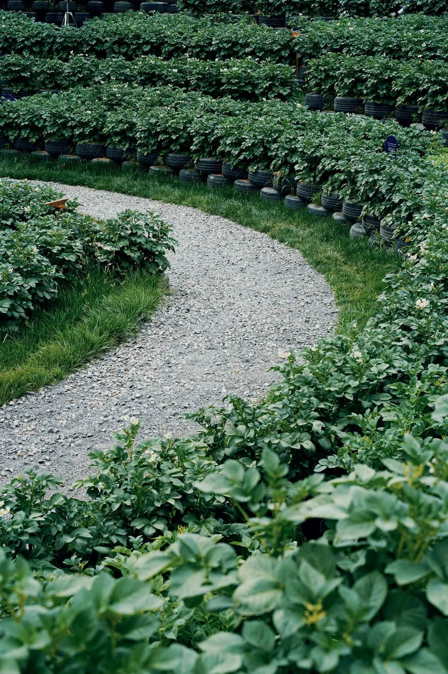 Allée de gravier sinueuse dans un jardin fleuri, sans pas japonais