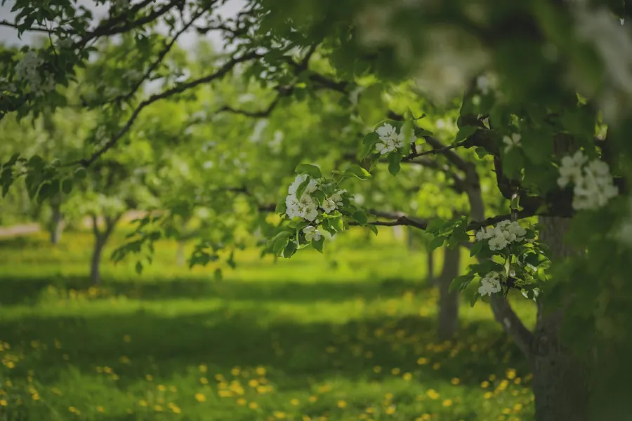 Verger de pommiers en fleurs, sans longère en pierre visible