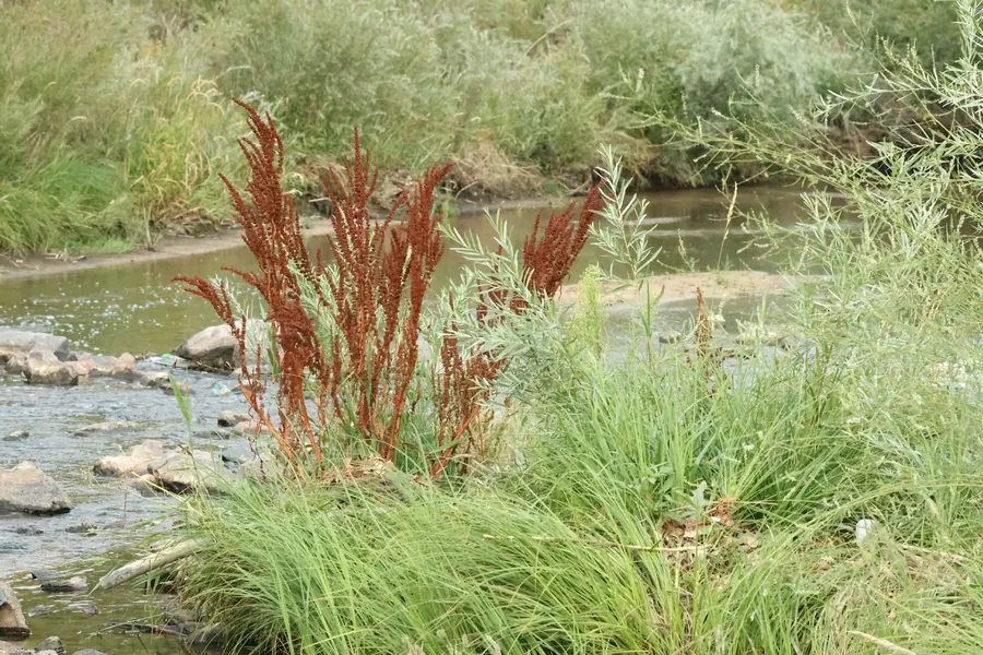 Jardin en pente au-dessus d'une rivière, graminées et pierres, eau en contrebas
