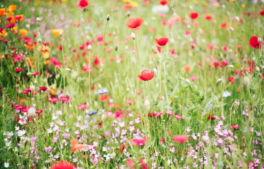 Prairie fleurie de coquelicots, sans chemin tondu visible