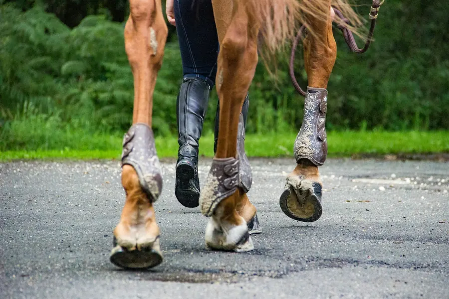 Personne qui accompagne un cheval équipé de protections de transport aux jambes