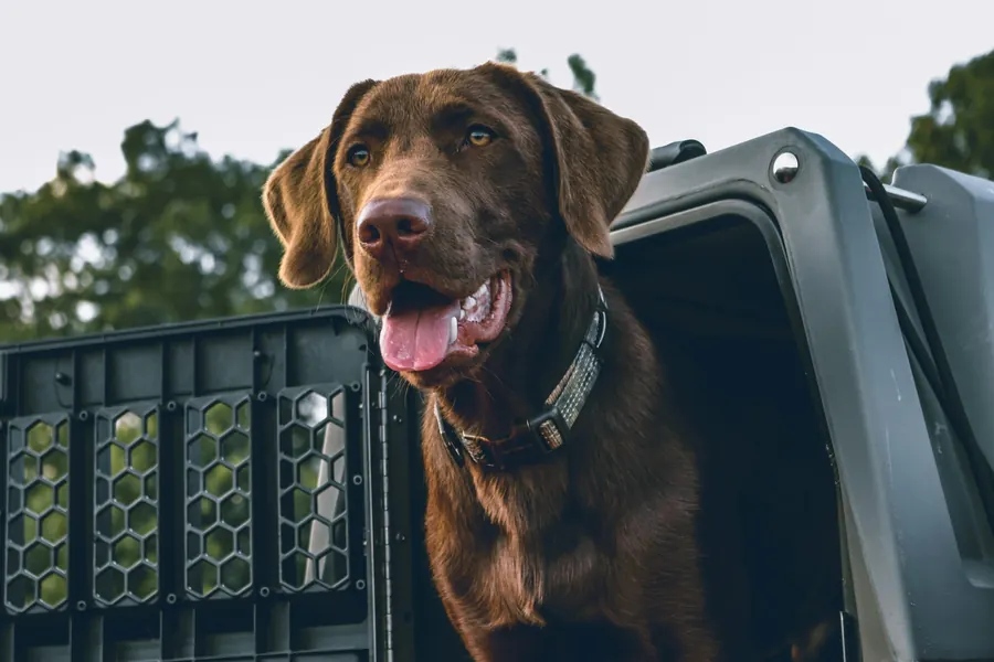 Chien calme dans une caisse de transport à l'arrière d'un véhicule, couverture, lumière douce