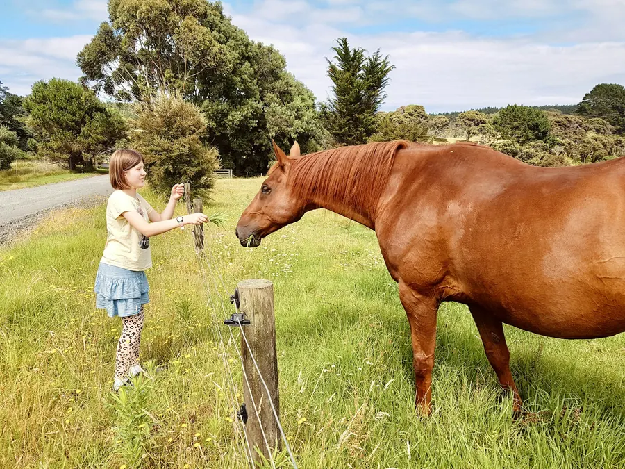 Jeune fille qui nourrit un cheval par-dessus une clôture, en plein jour