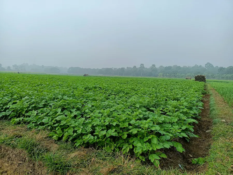 Grand champ de légumes sous un ciel gris et brumeux