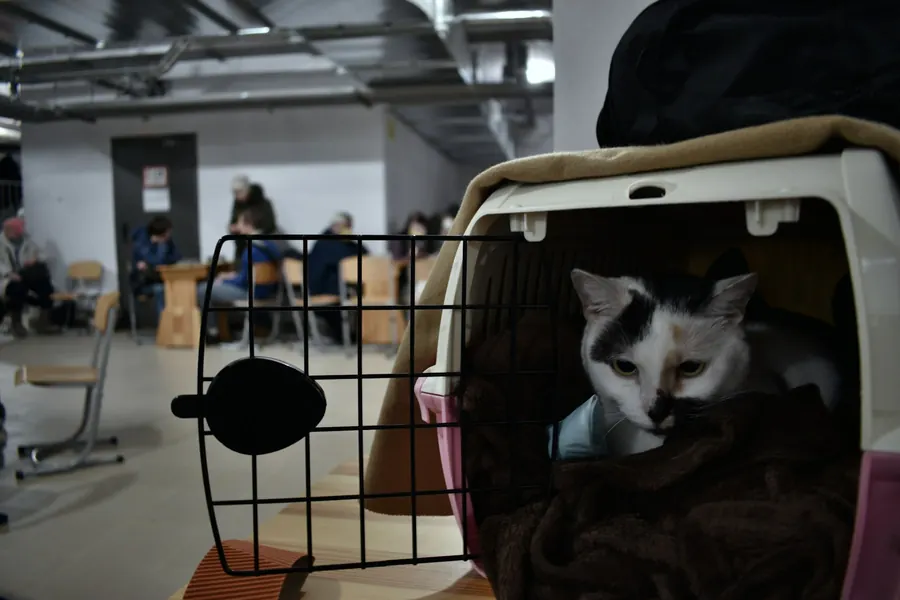 Chat dans sa cage de transport, salle d'attente en arrière-plan