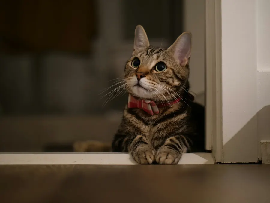 Chat calme assis sur un comptoir en bois, à l'intérieur
