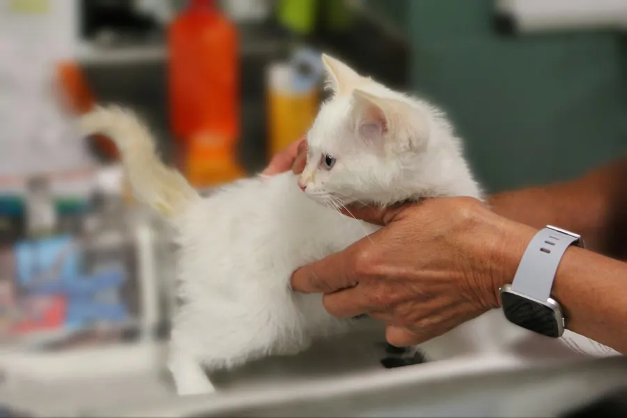 Un chat tenu doucement pendant l'examen, gros plan sur les mains