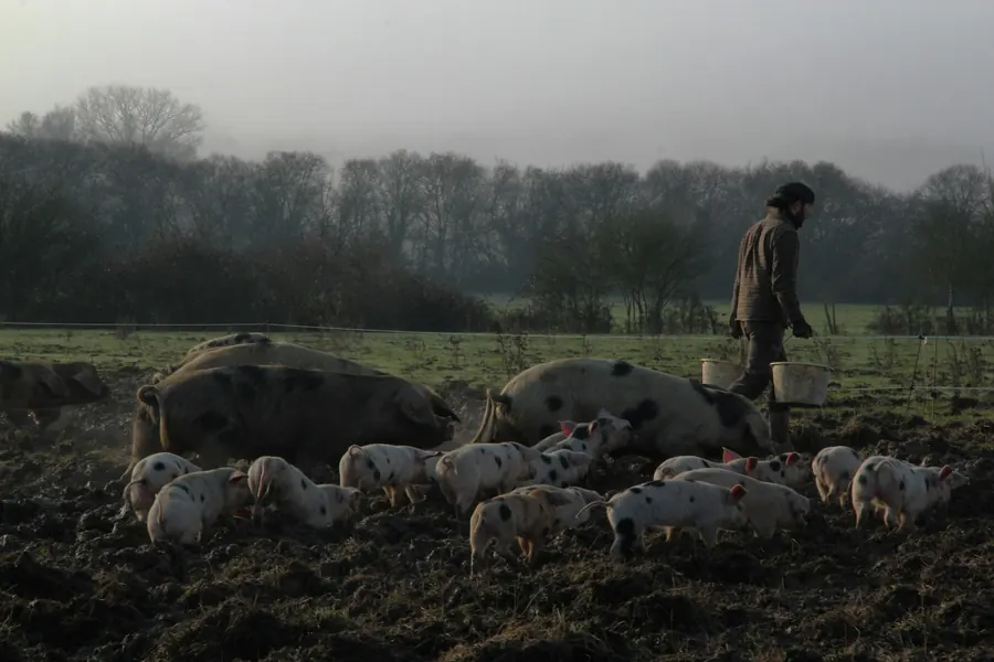 Fermier seul qui marche parmi des cochons dans un enclos boueux